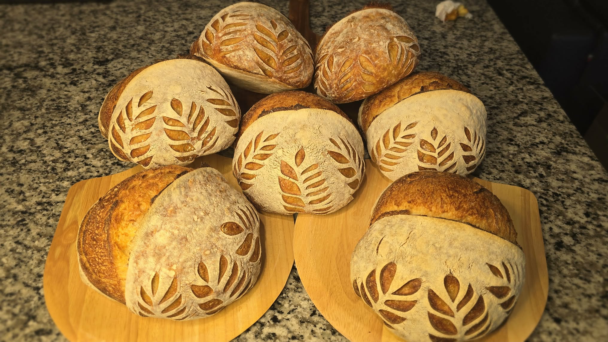 A batch of freshly scored sourdough loaves made from Eva's starter, ready to bake.